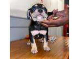 Mutt Puppy for sale in Wewoka, OK, USA