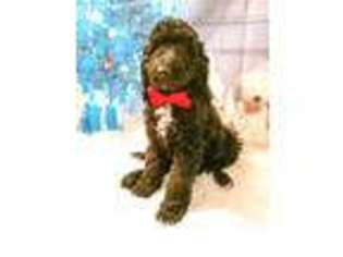Labradoodle Puppy for sale in Havelock, NC, USA