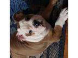 Bulldog Puppy for sale in Elmwood Park, NJ, USA
