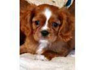Cavalier King Charles Spaniel Puppy for sale in Doon, IA, USA
