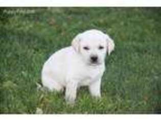 Labrador Retriever Puppy for sale in Butler, OH, USA
