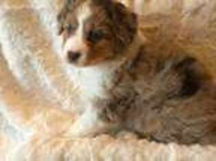 Miniature Australian Shepherd Puppy for sale in Lexington, NE, USA