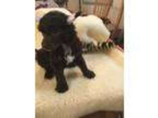 Chinese Crested Puppy for sale in Grand Saline, TX, USA