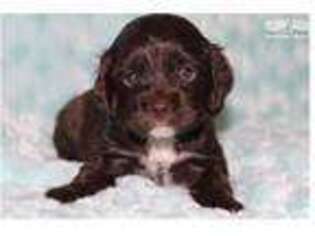 Cocker Spaniel Puppy for sale in Sioux City, IA, USA