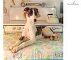 Greyhound Puppy for sale in Pueblo, CO, USA