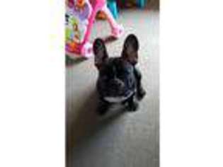 French Bulldog Puppy for sale in Normanton, West Yorkshire (England), United Kingdom