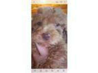 Goldendoodle Puppy for sale in Pendergrass, GA, USA