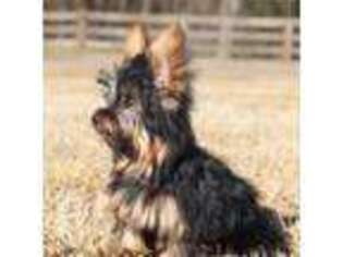 Yorkshire Terrier Puppy for sale in Bogart, GA, USA