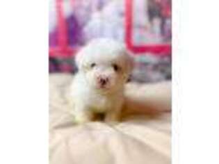 Maltese Puppy for sale in Seven Springs, NC, USA