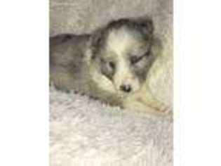 Shetland Sheepdog Puppy for sale in Butler, PA, USA