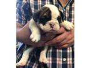 Bulldog Puppy for sale in Burleson, TX, USA