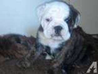 Bulldog Puppy for sale in SAINT MARYS, OH, USA