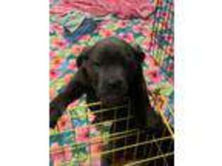Cane Corso Puppy for sale in Crossville, TN, USA
