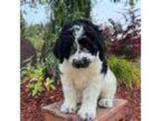 Bernese Mountain Dog Puppy for sale in La Center, WA, USA