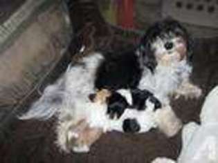 Havanese Puppy for sale in LOGANSPORT, IN, USA