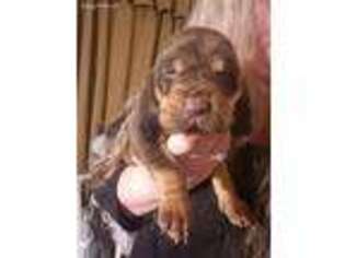 Bloodhound Puppy for sale in Johnson City, TN, USA