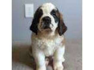 Saint Bernard Puppy for sale in Palm Coast, FL, USA