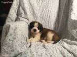 Saint Bernard Puppy for sale in Fayetteville, TN, USA