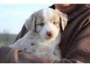 Miniature Australian Shepherd Puppy for sale in Newmanstown, PA, USA