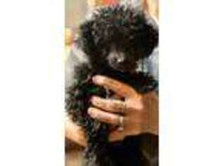 Mutt Puppy for sale in Burton, MI, USA