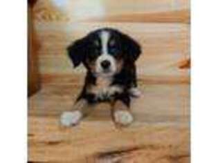 Bernese Mountain Dog Puppy for sale in Lexington, NC, USA