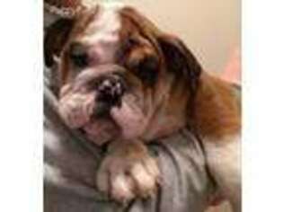 Bulldog Puppy for sale in Mount Gilead, OH, USA