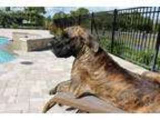 Great Dane Puppy for sale in Loxahatchee, FL, USA