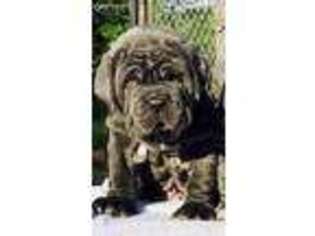 Neapolitan Mastiff Puppy for sale in Tupelo, MS, USA