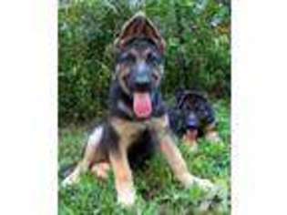 German Shepherd Dog Puppy for sale in FORT PAYNE, AL, USA