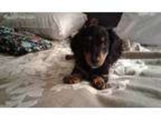 Dachshund Puppy for sale in Saint Louis, MO, USA