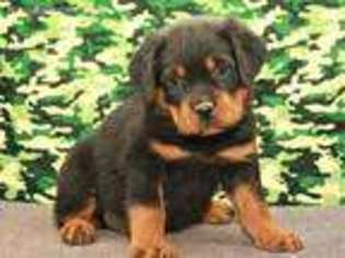 Rottweiler Puppy for sale in Shawnee, OK, USA