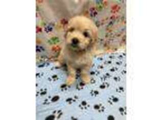 Goldendoodle Puppy for sale in Eldon, MO, USA