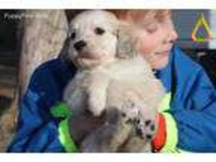 Goldendoodle Puppy for sale in Stevensville, MT, USA