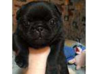Pug Puppy for sale in Louisville, CO, USA