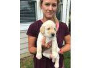 Labradoodle Puppy for sale in Maumee, OH, USA