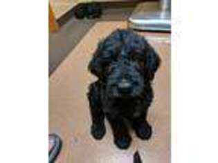 Labradoodle Puppy for sale in Punxsutawney, PA, USA
