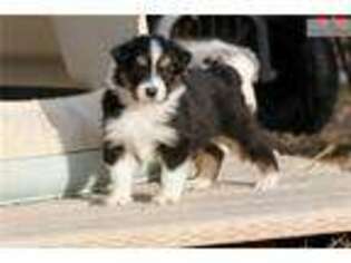 Australian Shepherd Puppy for sale in Bozeman, MT, USA