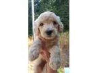 Goldendoodle Puppy for sale in Lebanon, OR, USA