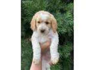 Goldendoodle Puppy for sale in Modesto, CA, USA