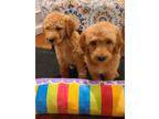Goldendoodle Puppy for sale in Metropolis, IL, USA