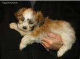 Mal-Shi Puppy for sale in Rocky Face, GA, USA