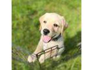 Labrador Retriever Puppy for sale in Uxbridge, MA, USA