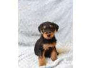 Airedale Terrier Puppy for sale in Somerset, OH, USA