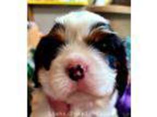 Cavalier King Charles Spaniel Puppy for sale in Willmar, MN, USA