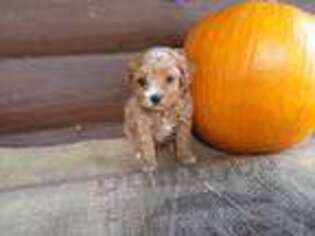 Cavapoo Puppy for sale in Harrisville, PA, USA
