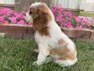 Cavalier King Charles Spaniel Puppy for sale in Arthur, IL, USA