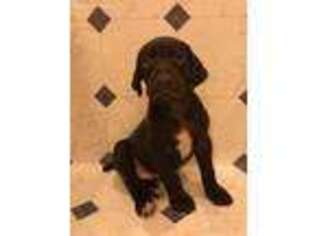 German Shorthaired Pointer Puppy for sale in Hopewell Junction, NY, USA