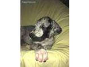 Great Dane Puppy for sale in Parker, PA, USA