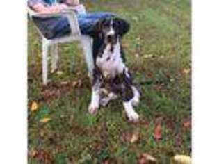 Great Dane Puppy for sale in Lucasville, OH, USA