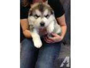 Alaskan Malamute Puppy for sale in PERRYVILLE, MO, USA